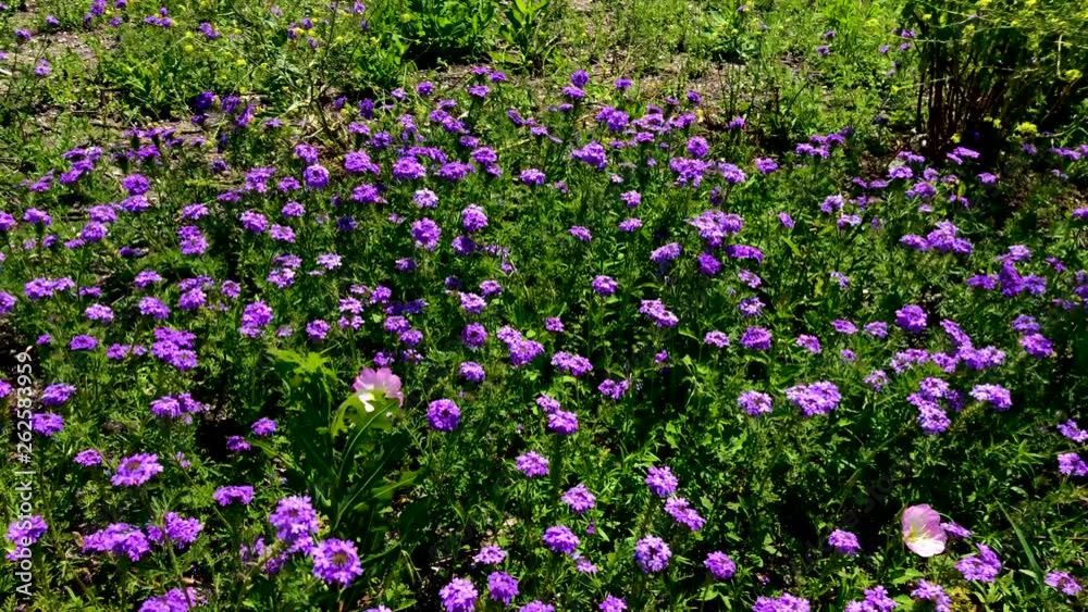These beautiful Purple Lantana pop up in the wild in Texas each spring, and they attract butterflies who love to feast on their nectar. In up to 4K 30fps These beautiful Purple Lantana pop up in the wild in Texas each spring, and they attract butterflies who love to feast on their nectar. In up to 4K 30fps