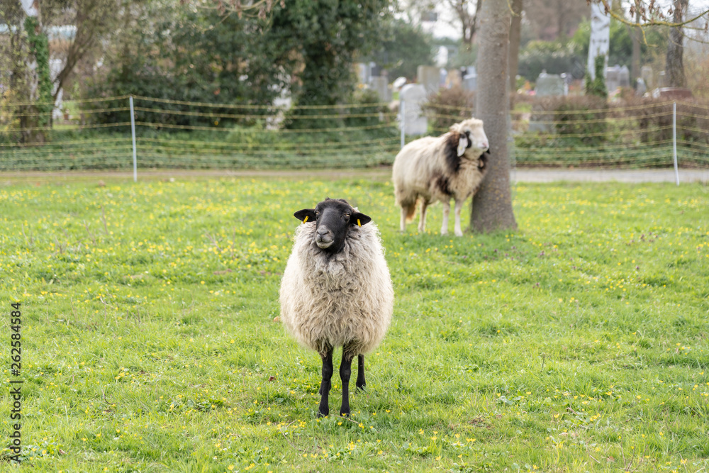 sheep on green meadow in springtime, frankfurt sheep on green meadow in springtime, frankfurt