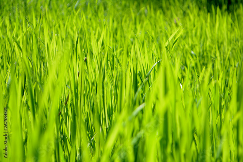 Bright green grass Texture Background