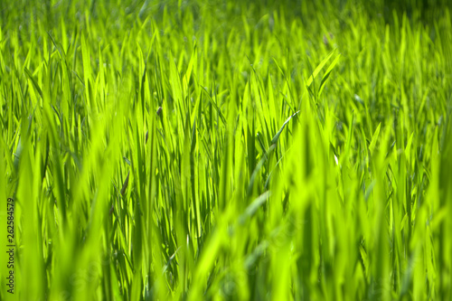 Bright green grass Texture Background