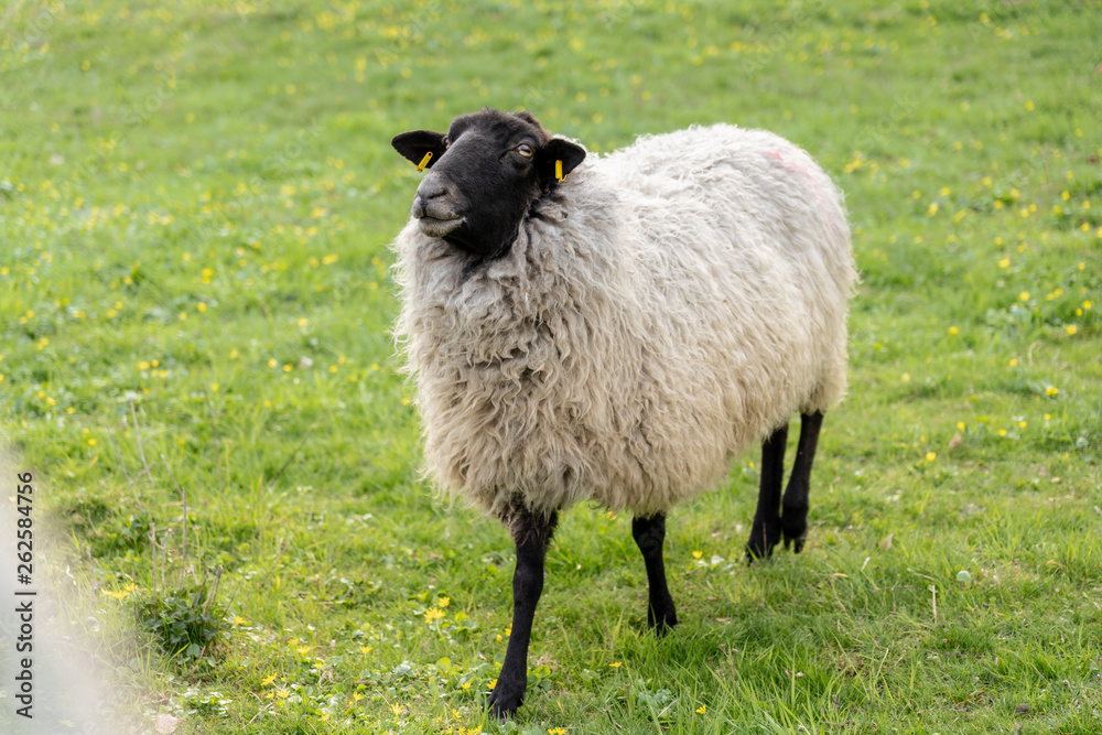 sheep on green meadow in springtime, frankfurt sheep on green meadow in springtime, frankfurt
