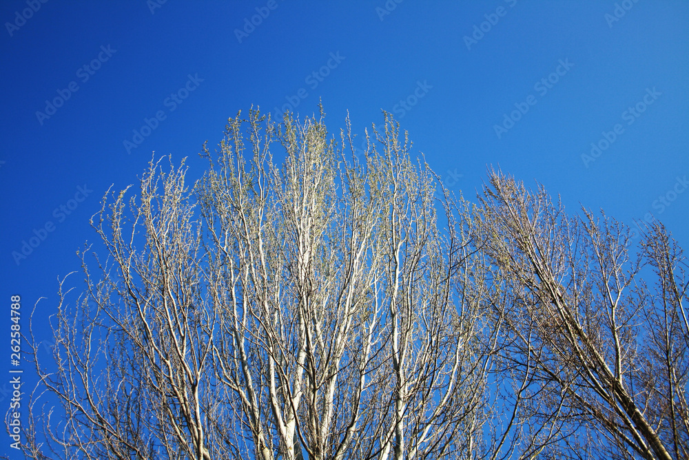 Árvores com fundo azul do cèu 