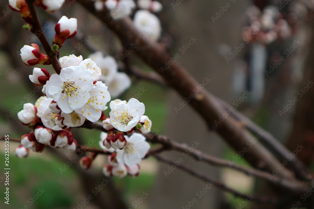 Flowering apricot. Apricot flowering. Spring flowering trees. Flowering apricot. Apricot flowering. Spring flowering trees.