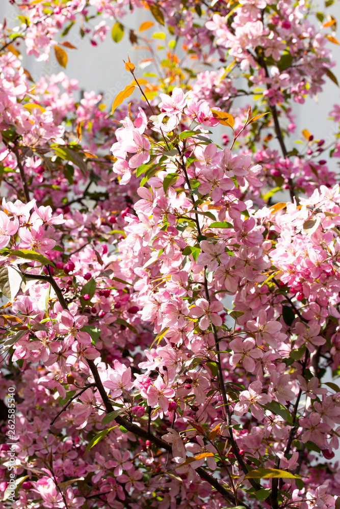 Twigs of blossoming apple tree with crab pink purple flowers, background