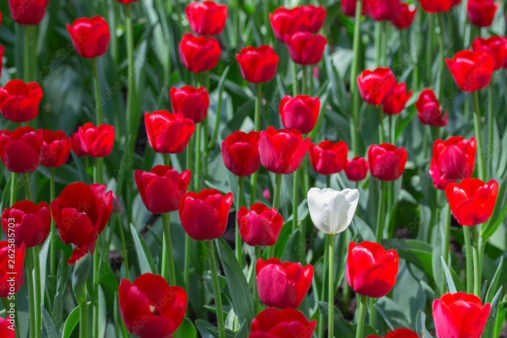 One white tulip in a variety of red tulips. Concept be special, stand out from crowd you will be noticed, be different