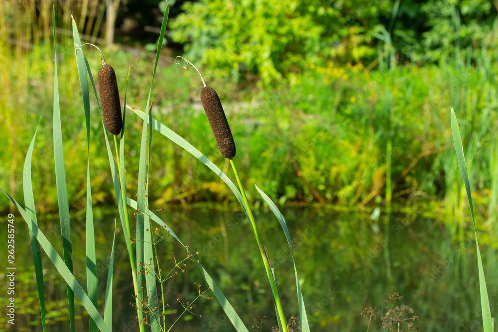 reedmace cane reed rush sedge near the shore of the lake pond on a sunny summer day. Sunny landscape with coastal greens reedmace cane reed rush sedge near the shore of the lake pond on a sunny summer day. Sunny landscape with coastal greens
