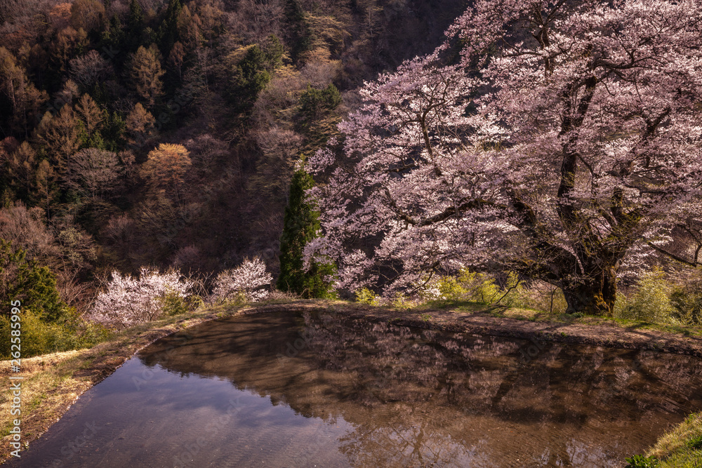 長野県 駒つなぎの桜