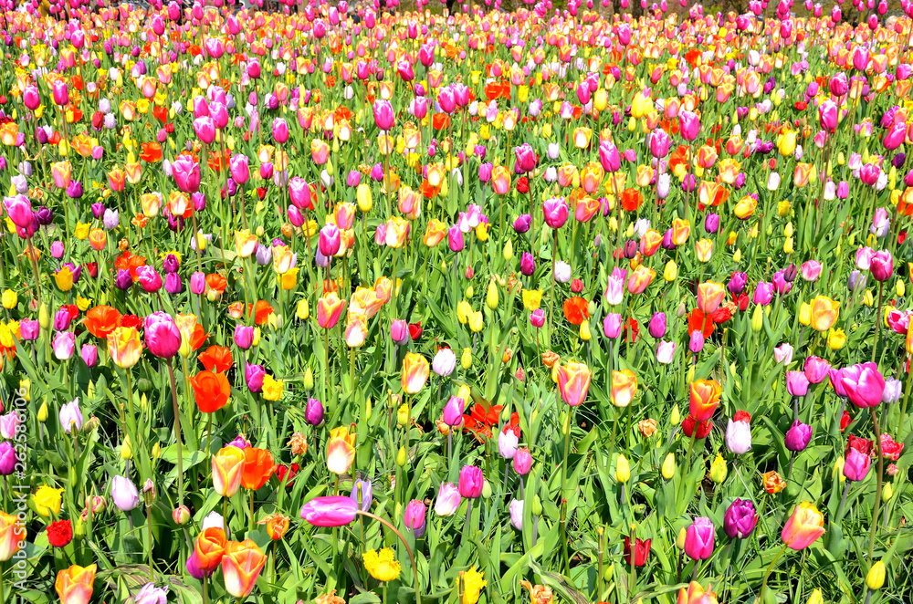 Keukenhof, The Garden of Europe in Spring