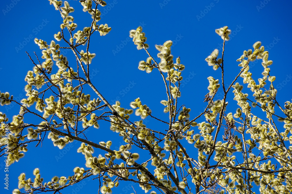 Branches of willow with fluffy yellow earrings on the background of blue sky in the sunny, spring day. Easter festive mood Branches of willow with fluffy yellow earrings on the background of blue sky in the sunny, spring day. Easter festive mood
