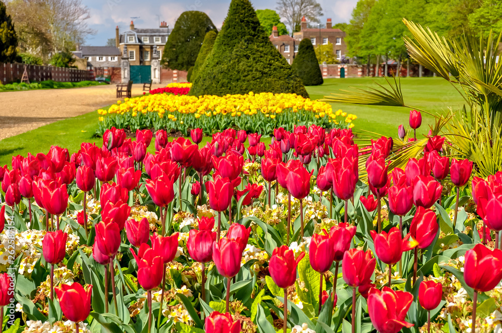Spring tulips in Hampton court gardens, London, UK