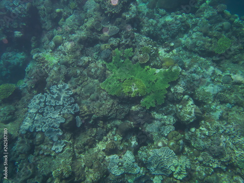 Fototapeta Naklejka Na Ścianę i Meble -  Amami Oshima, Japan - April 7, 2019: Beautiful coral reef at Cape Ayamaru in Amami Oshima, Kagoshima, Japan