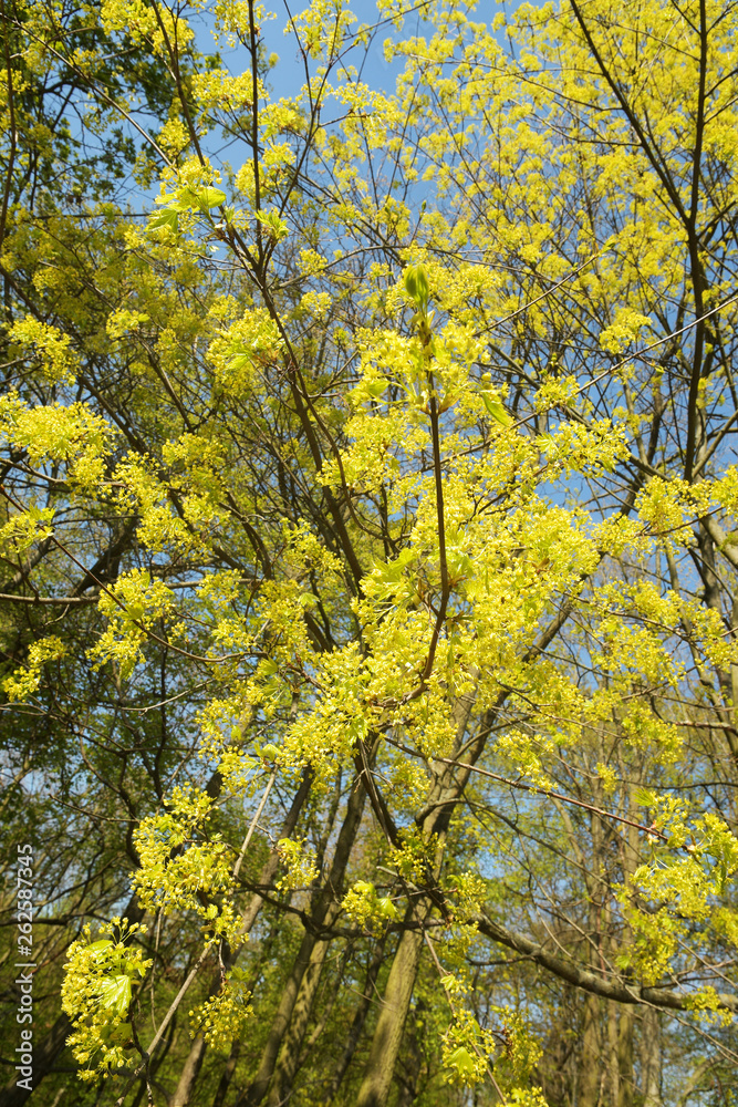 Fototapeta premium linde