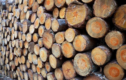Fototapeta Naklejka Na Ścianę i Meble -  Stacked Logs in The Netherlands