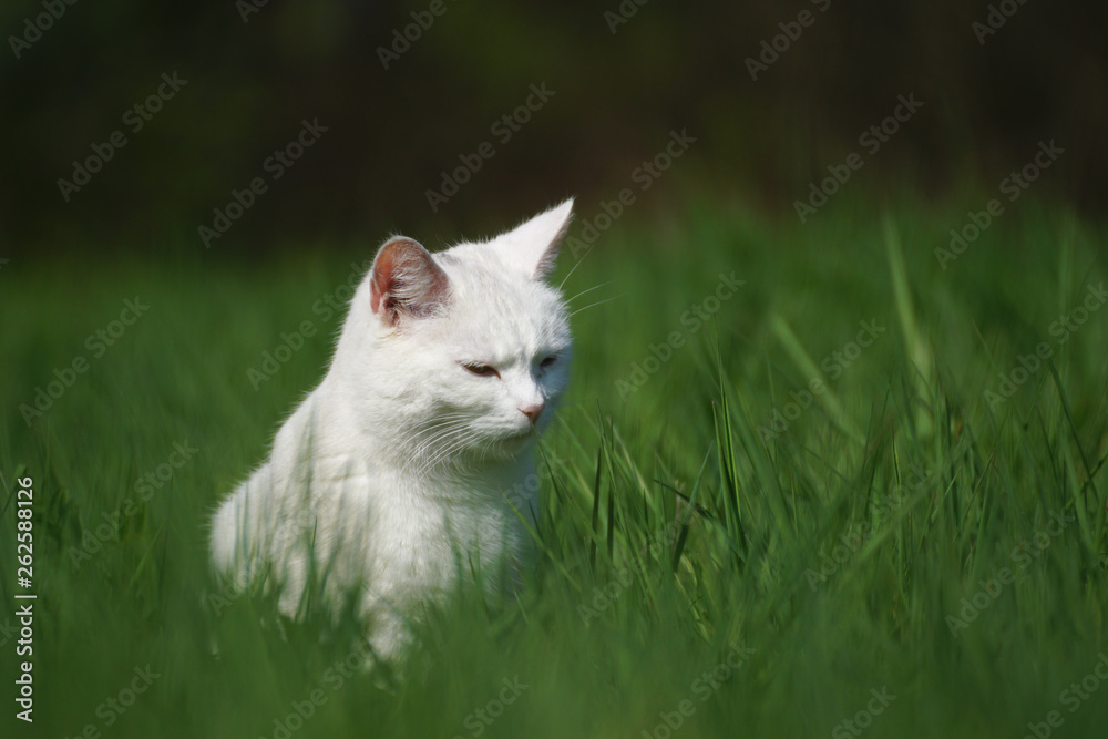Cat sitting on a Meadow