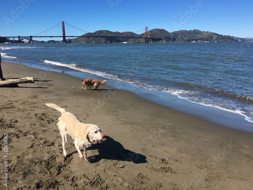 Beach Dogs 