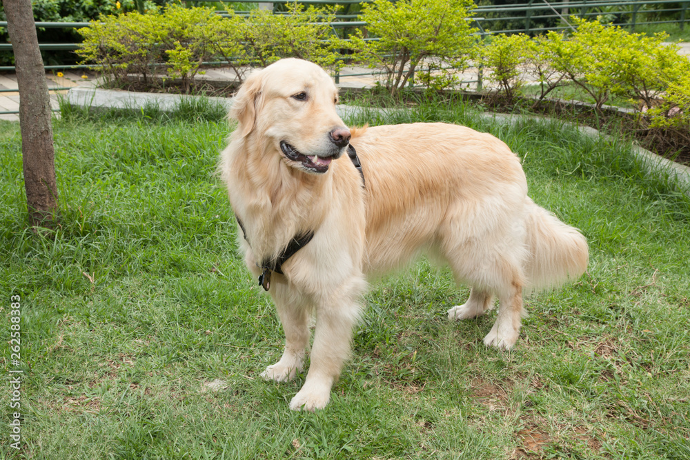 beautiful golden retriever breed bitch in the park beautiful golden retriever breed bitch in the park