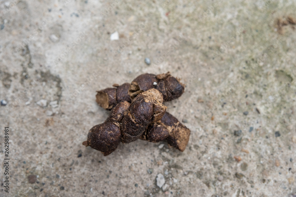 dog feces on a concrete surface Stock Photo | Adobe Stock