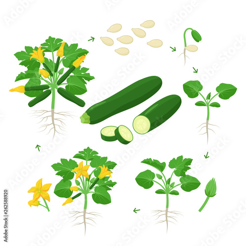 Zucchini plant growth from seed, sprout, flowering and mature plant with ripe fruits. Life cycle of squash vector illustration in flat design. Infographic elements isolated on white background.