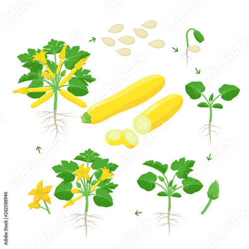 Zucchini plant growth from seed, sprout, flowering and mature plant with ripe fruits. Life cycle of yellow squash vector illustration in flat design. Infographic elements isolated on white background.