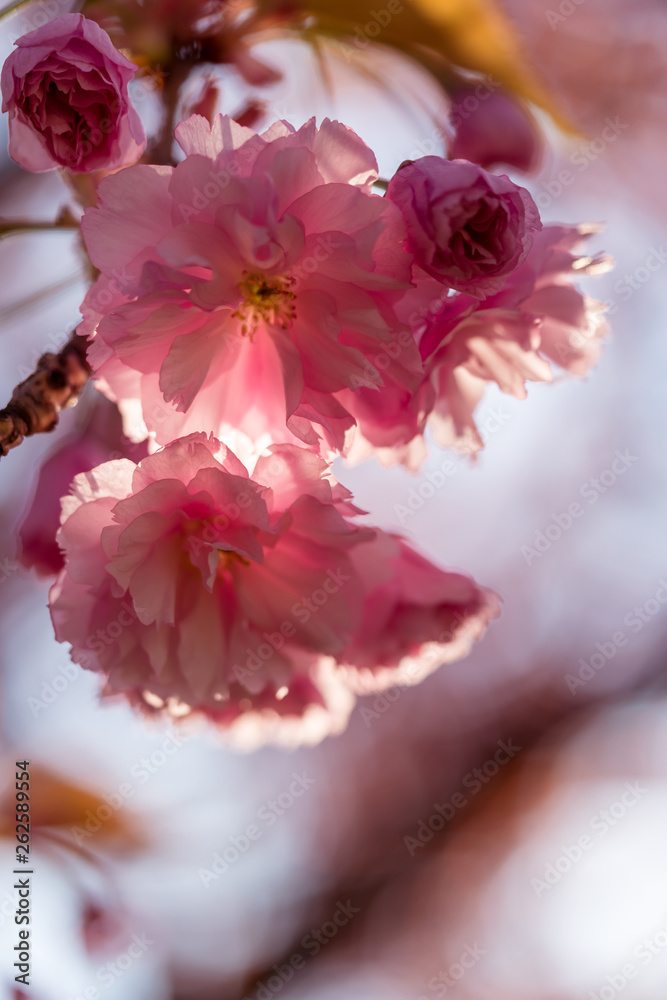 Punk cherry tree blossom in spring Punk cherry tree blossom in spring