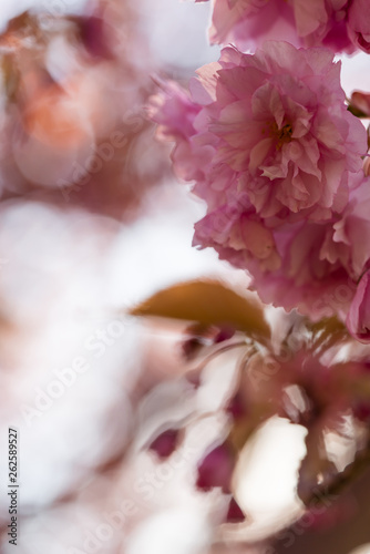 Punk cherry tree blossom in spring