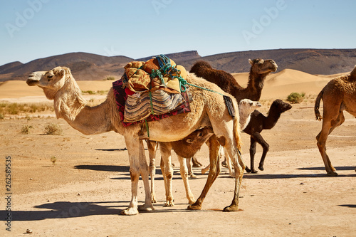 baby camel in the desert suckling