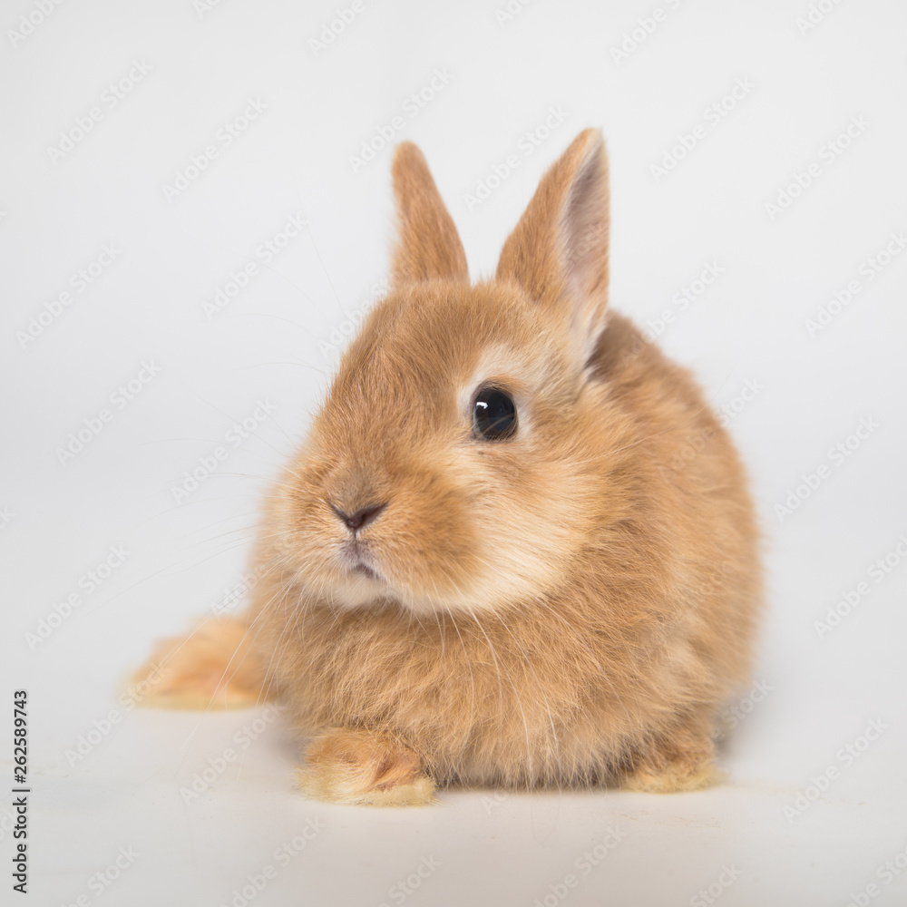 Fototapeta premium Easter bunny rabbit