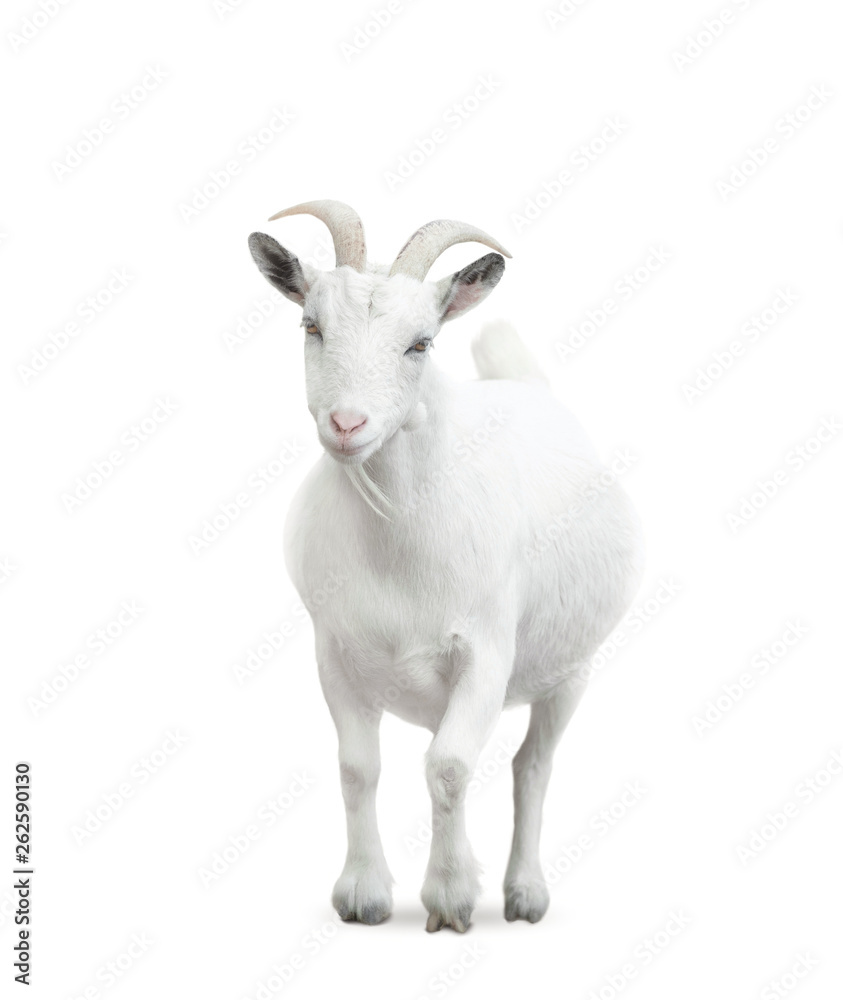 goat isolated on white background goat isolated on white background