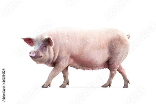 walking pig isolated on white background photo