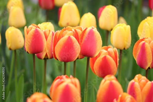 bl  hende Tulpen in gelb und orange