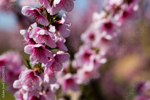 Wallpaper Mural Flowers on peach tree branch Torontodigital.ca
