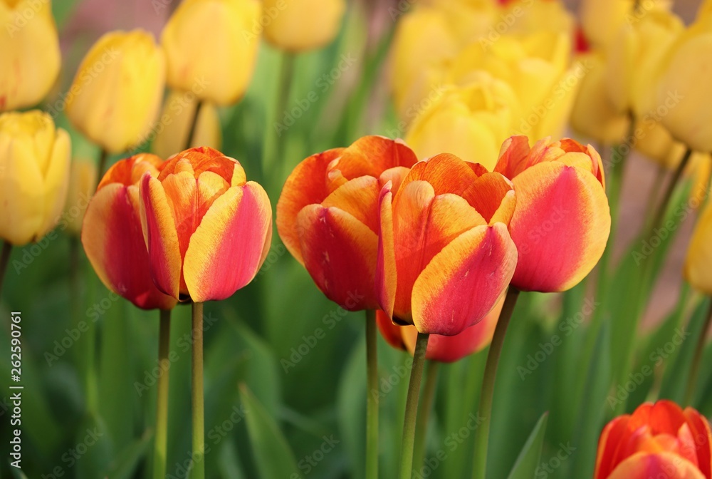 tulpenblüten in gelb und orange tulpenblüten in gelb und orange