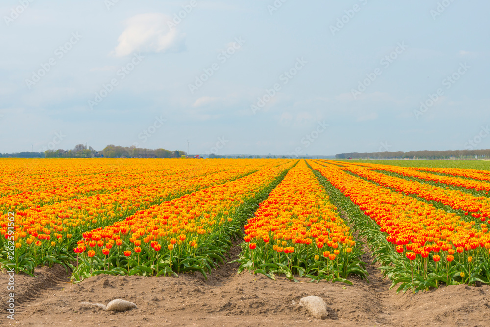 Field with flowers below a blue sky in sunlight in spring