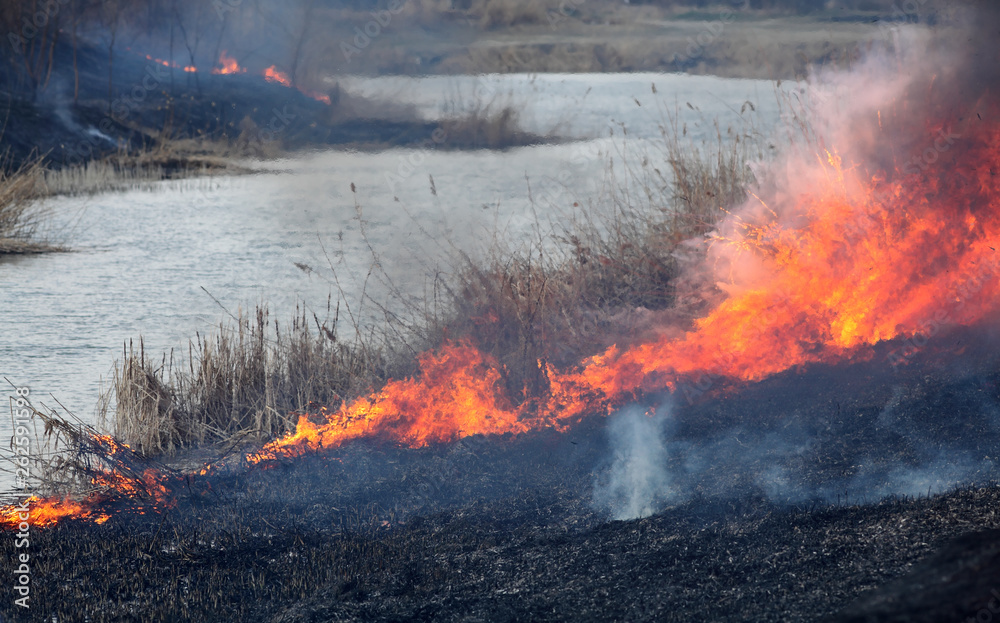Fire in marsh, natural disaster Fire in marsh, natural disaster