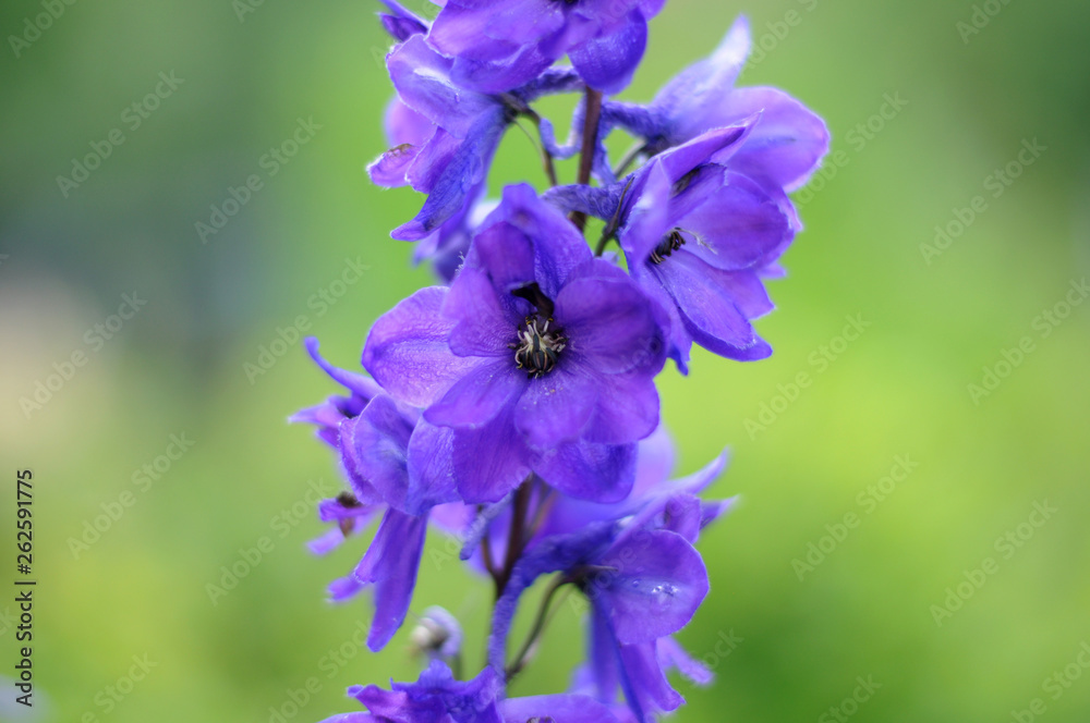Purple flower on a green background