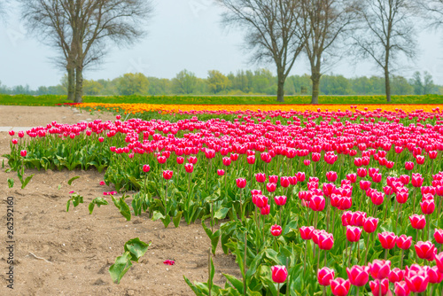 Wallpaper Mural Field with flowers below a blue sky in sunlight in spring Torontodigital.ca