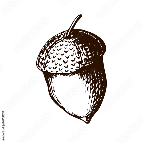 Vector Hand Drawn Illustration - Single Acorn. Vector vintage engraved illustration of acorn. acorn on white background in vintage style.