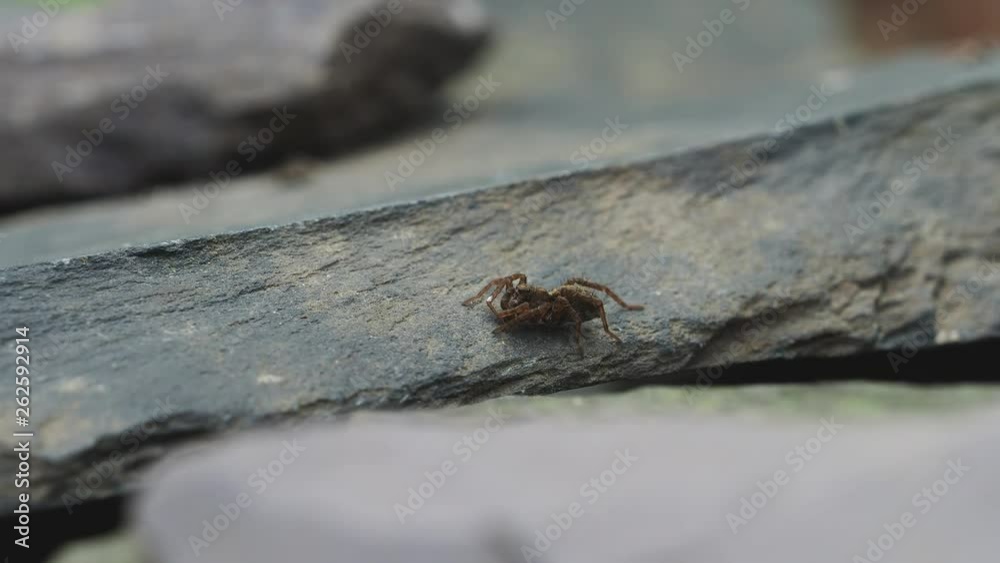 A Small Wolf Spider on Slate Stone, Pardose sp A Small Wolf Spider on Slate Stone, Pardose sp