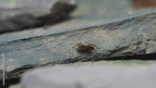 A Small Wolf Spider on Slate Stone, Pardose sp photo