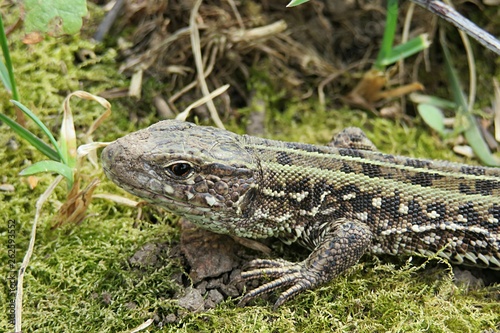 European lizard in the garden, closeup