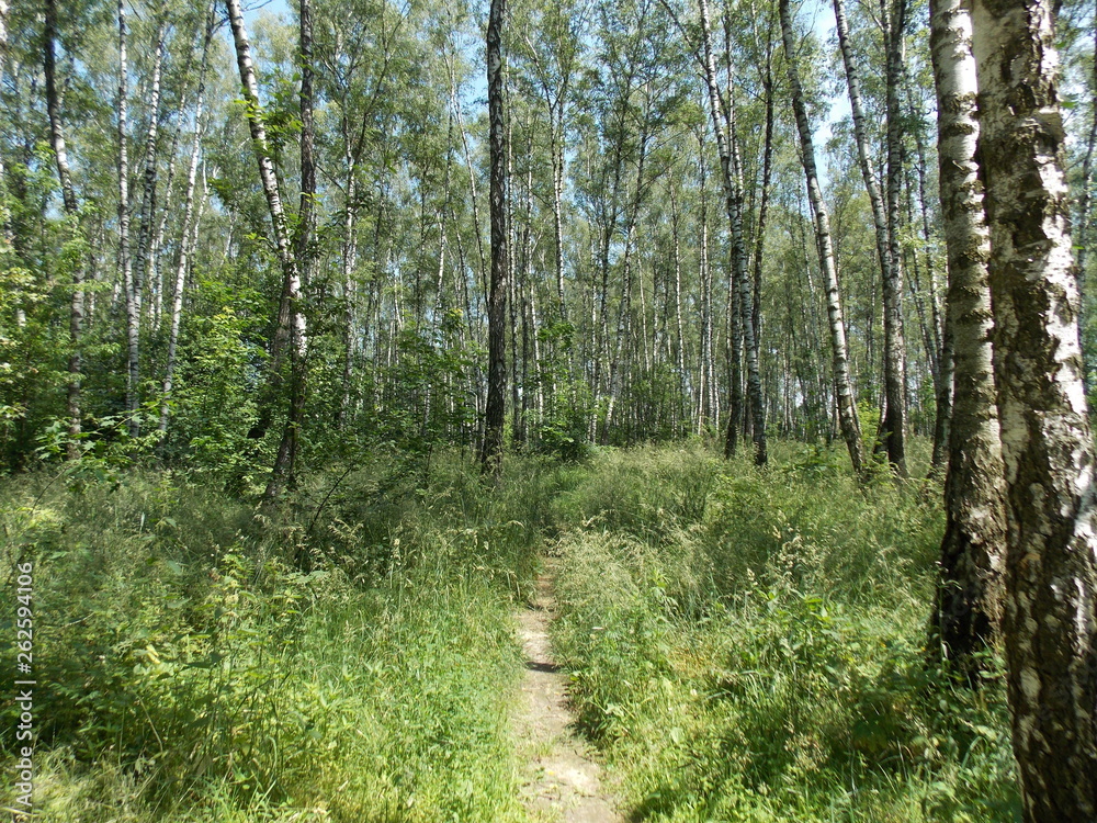 path in the forest path in the forest