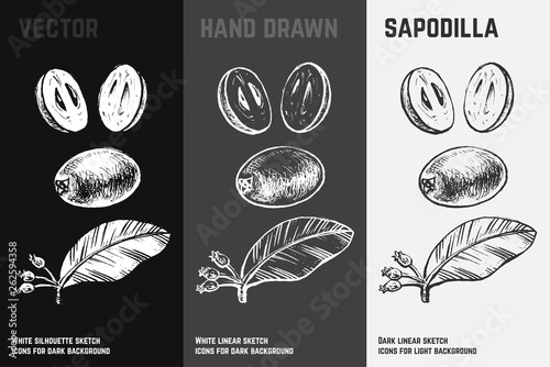 Hand drawn sapodilla. Fruits sketch vector set