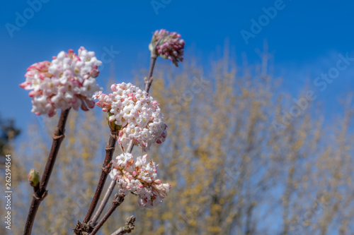  Family of Viburnum grandiflorum plant photo