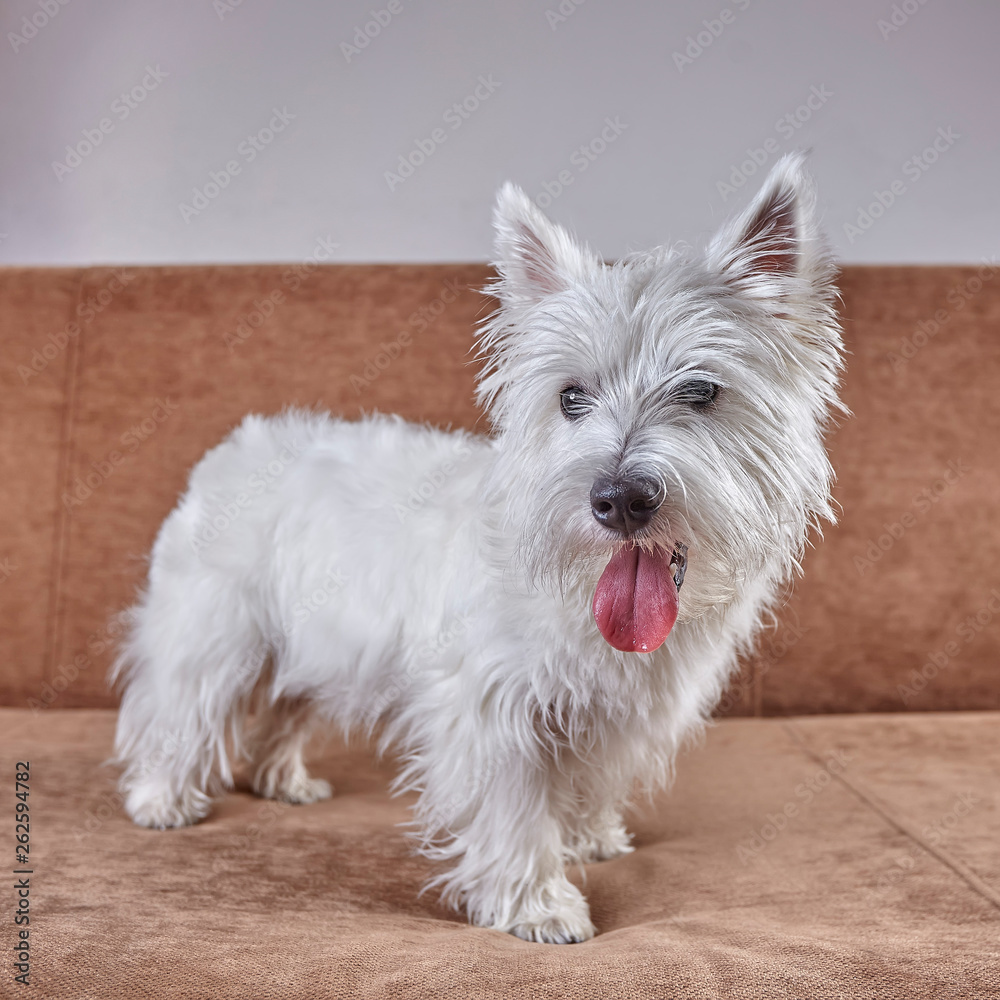 Pet portrait of puppy West Highland White Terrier lying on the couch Pet portrait of puppy West Highland White Terrier lying on the couch