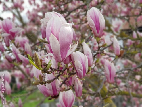 Tulpenmagnolie