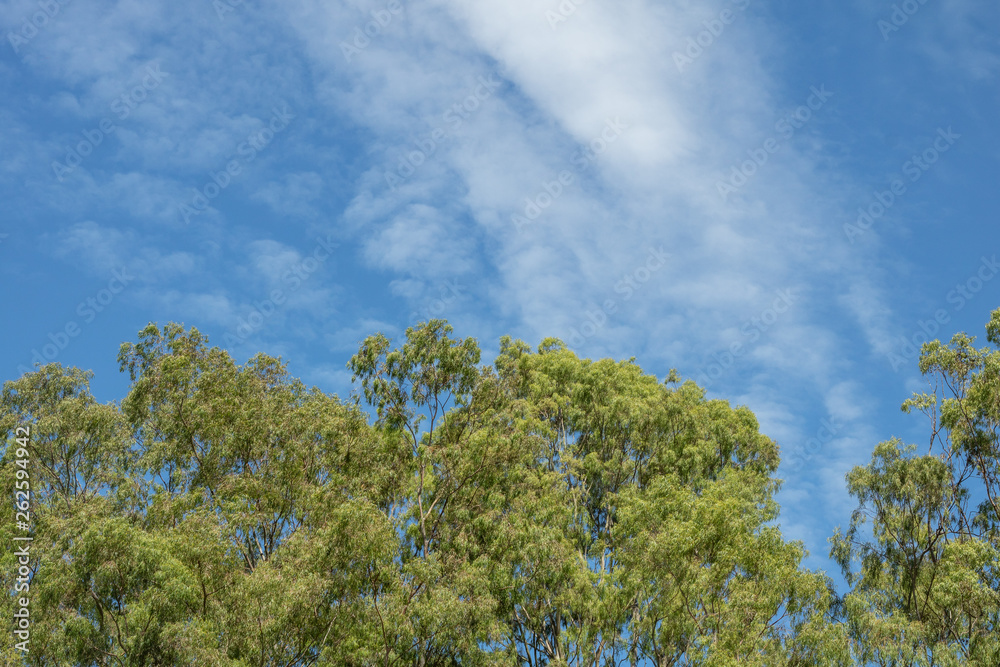 blue sky with white clouds and green trees blue sky with white clouds and green trees