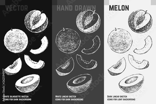 Hand drawn melon. Fruits sketch vector set