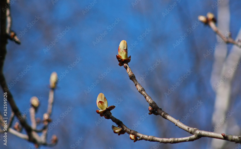 Chestnut tree buds in early spring on blue background. Chestnut tree buds in early spring on blue background.