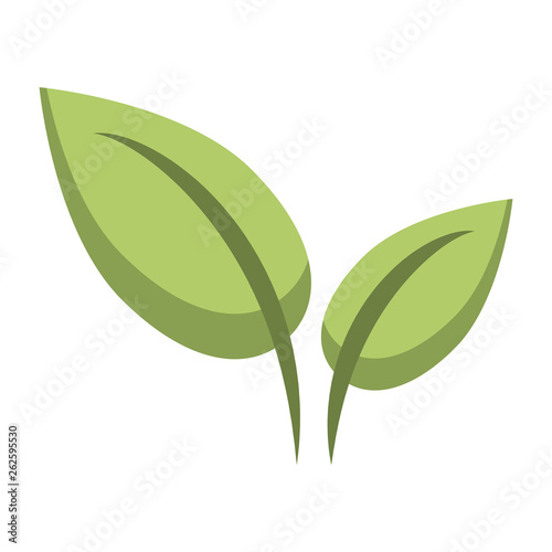 Leaves nature plant isolated