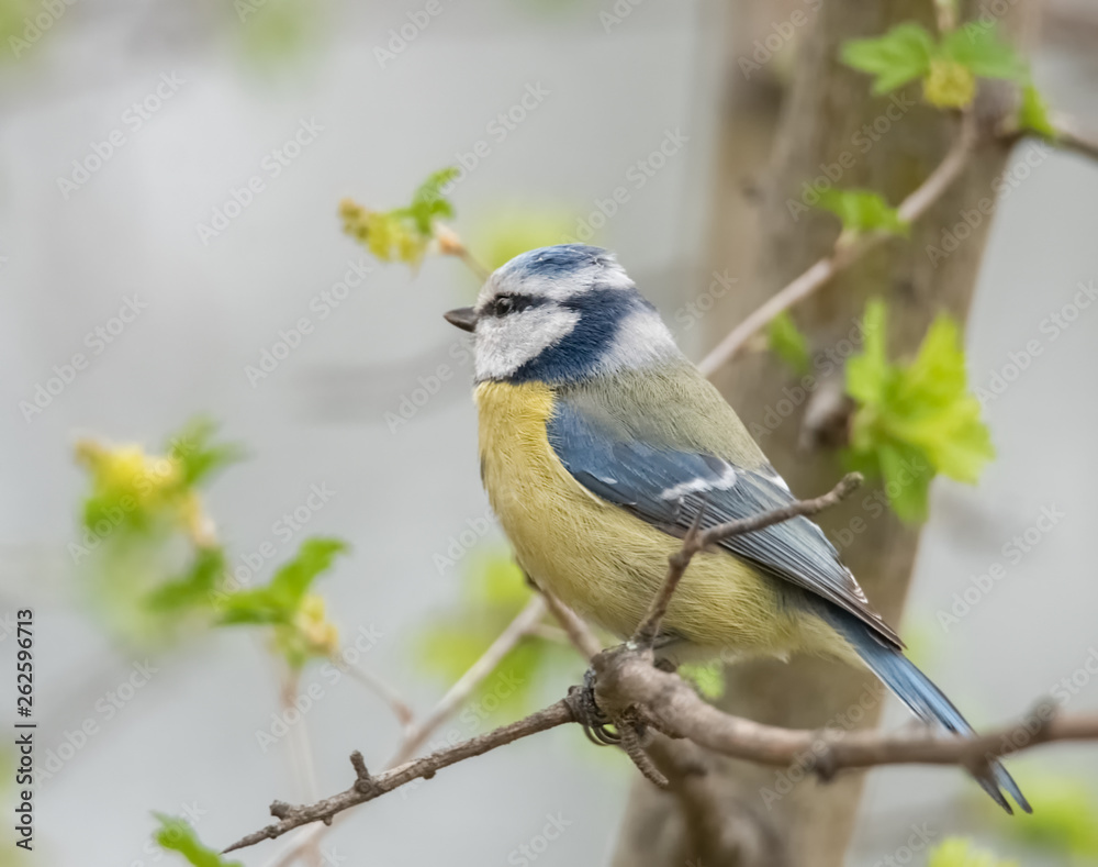 Obraz premium Blaumeise im Baum